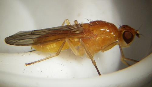 Psila fimetaria